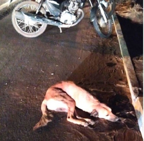 cachorro-1 (1)