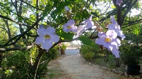 FLOR DE TADEU GAY