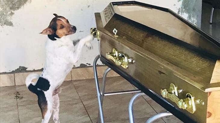 cachorro-caixao