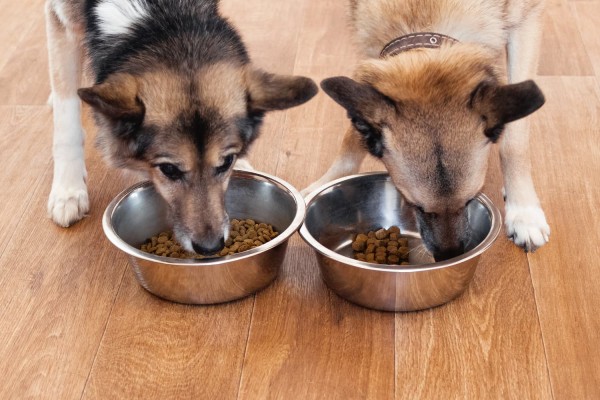 Dois-cachorros-comendo