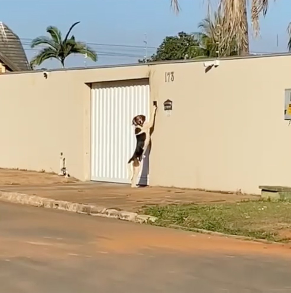 caopainha toca campanhia