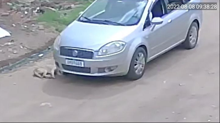 MOTORISTA-MATA-CACHORRO-PETROLINA