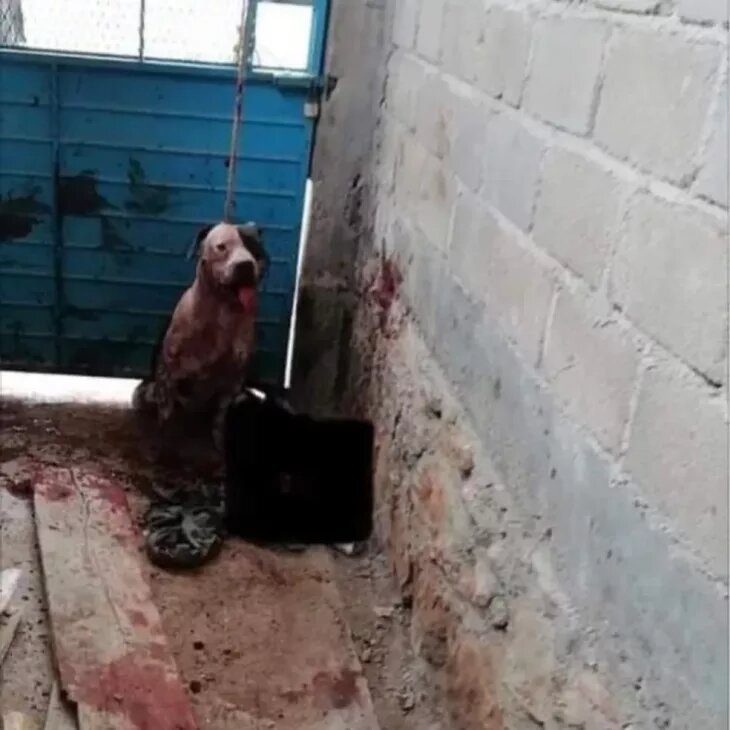 caso22 -mexico-pitbull-730x730