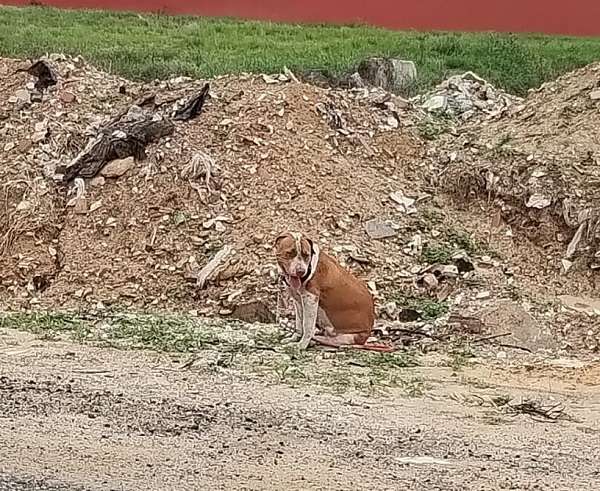 cachorra perdida